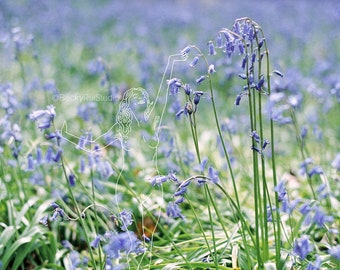 Fine Art Print - Bluebell Faerie - Digital Art - Woodland in the Spring