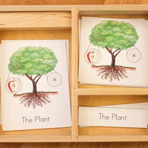 May include: A wooden box with two compartments. Each compartment contains a card with an illustration of an apple tree with roots, a flower, and an apple. The text "The Plant" is printed on each card.