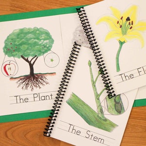 Groepsset 2, lesboek/kaart, bloem, fruit, hele plant, boom, appel, bol, Montessori-plantkundenomenclatuur