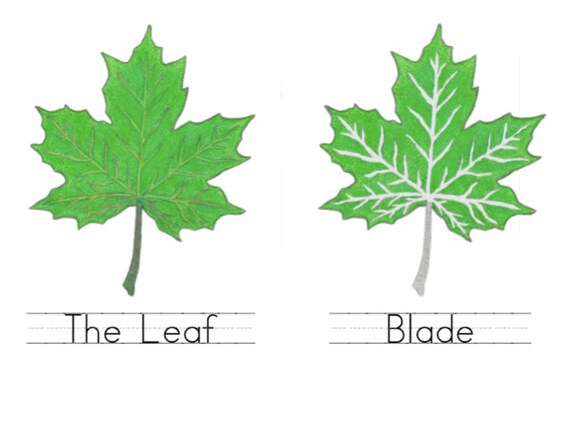 Montessori Botany Charts