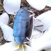 Labradorite Ring92.5 Sterling Silver Ring Blue Flash Oval image 0
