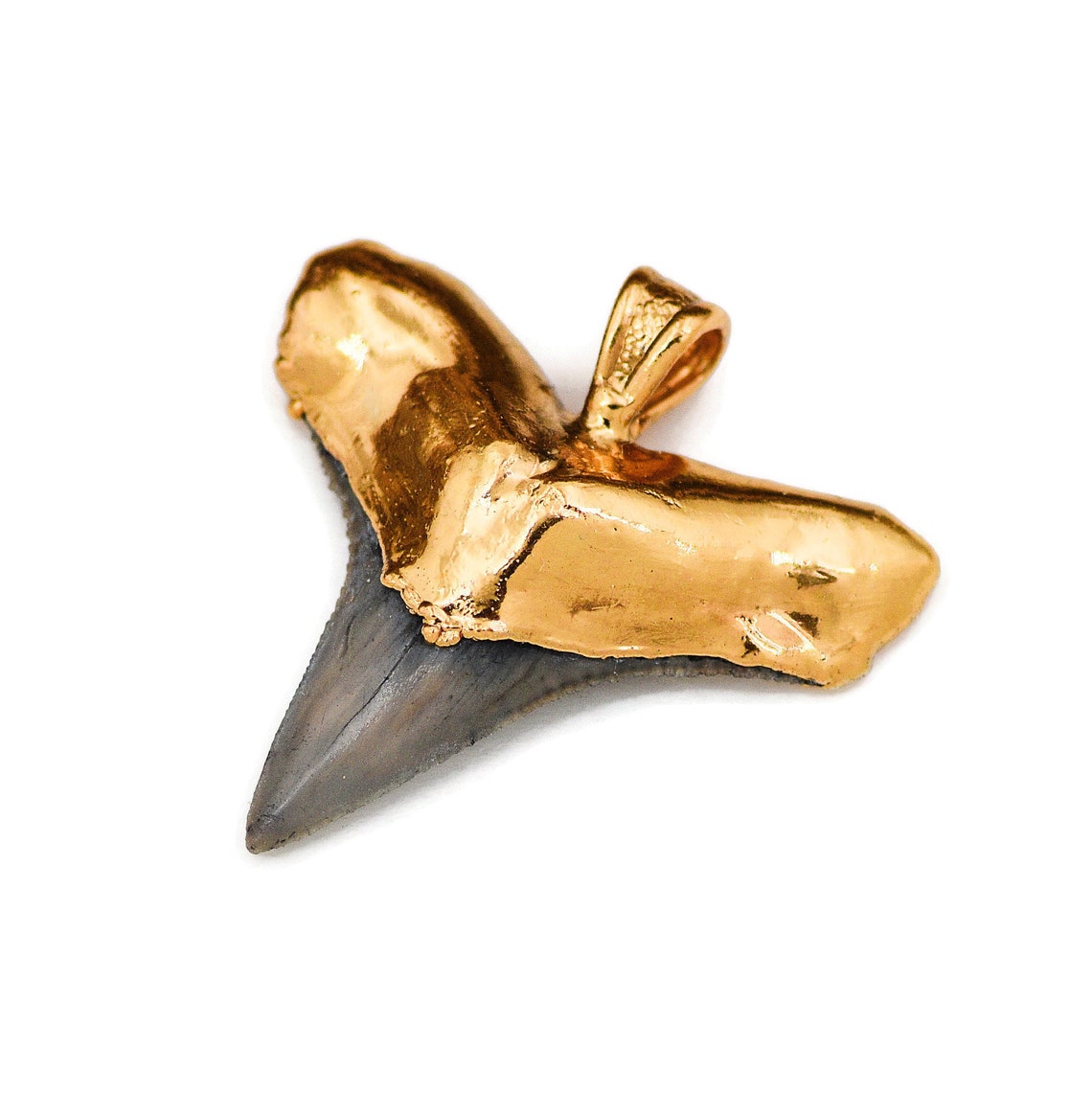 Fossil BULL SHARK Tooth 1 inch 25mm Length with 18 kt Gold | Etsy