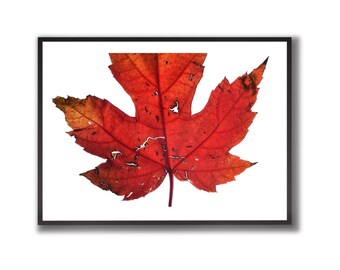 Fall Leaf, Original Photograph, Botanical Extra Large Wall Art, Digital Download, Red Leaf, Wall Decor, Flower Photography Poster Print