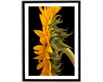 Girasole colorato, fotografia originale, stampabile, arte murale extra large, download digitale, decorazione murale, stampa poster con fotografia di fiori
