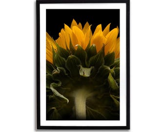 Fotografia a colori di un girasole, fotografia originale, botanica stampabile, arte murale extra large, download digitale, decorazione murale, stampa poster