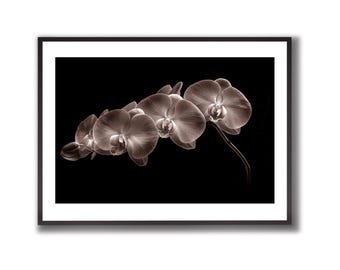 デュオトーンフラワー、オリジナル写真プリント可能な植物の大型ウォールアート、デジタルダウンロード、蘭の壁飾り、花の写真ポスタープリント