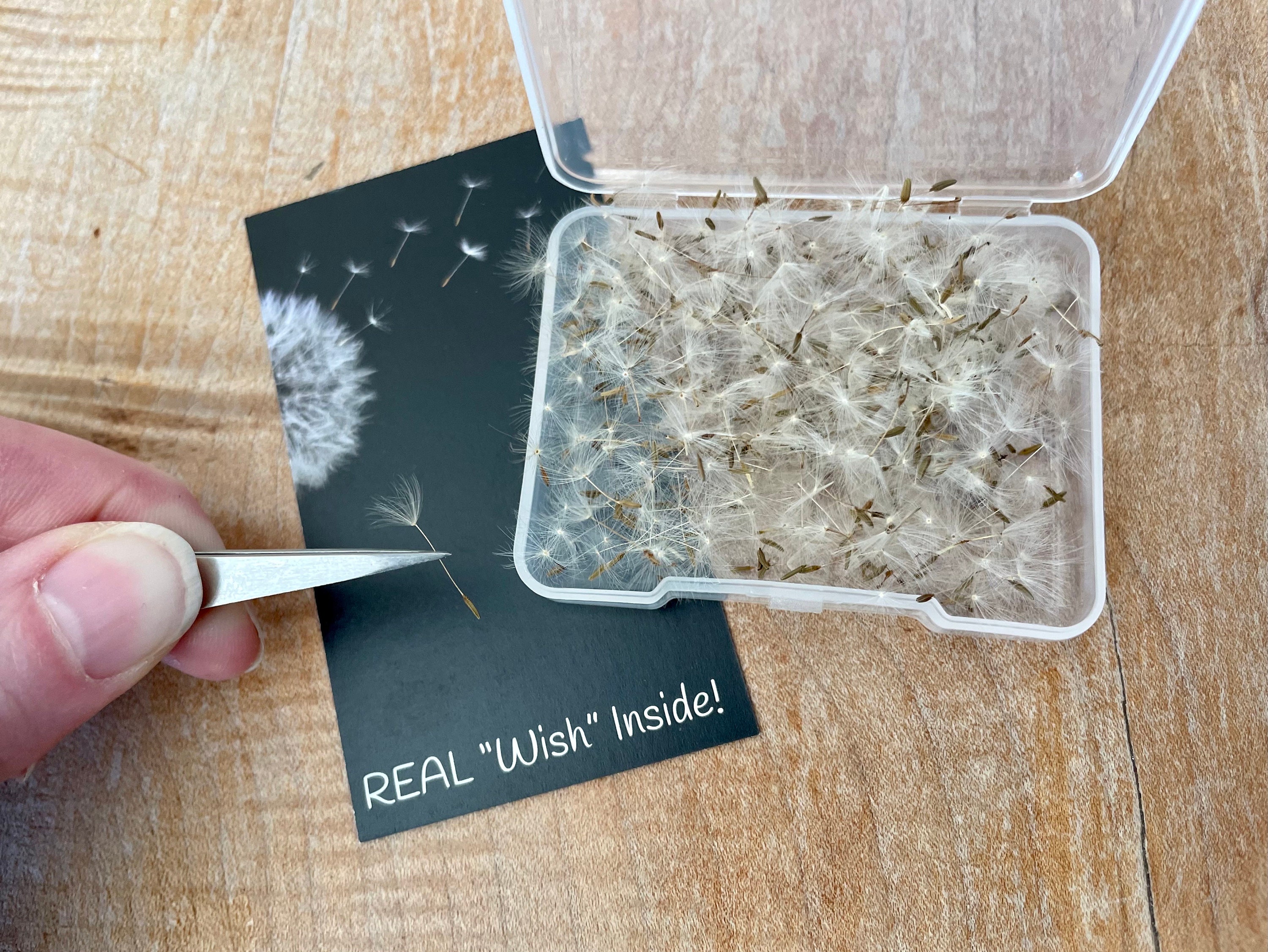 Dandelion fluff seeds bulk, tiny dried flowers for resin, make a wish, botanical crafts, nature jewelry diy, terrarium jewelry, wish jewelry
