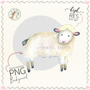 May include: A watercolour illustration of a white sheep with a pink nose and ears. The sheep is standing on a transparent background.