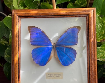 Morpho anaxibia, a species of butterfly known for its brilliant iridescent blue wings solid oak frame 8.25 x 8.25”