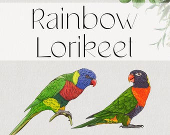 Australian Rainbow Lorikeet