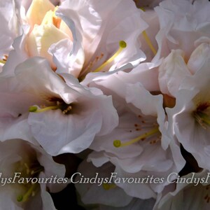 Rhododendron