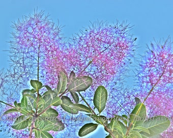 Smoke Bush