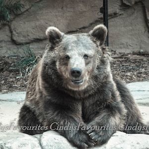 Brown Bear downloadable print - 8x10