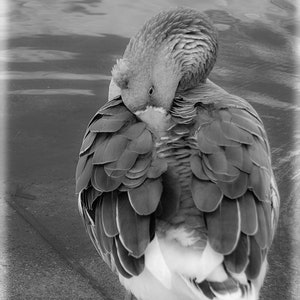 May include: A black and white photograph of a goose preening its feathers. The goose is standing on a grey surface with its head tucked under its wing.