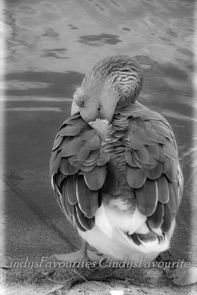 May include: A black and white photograph of a goose preening its feathers. The goose is standing on a grey surface with its head tucked under its wing.