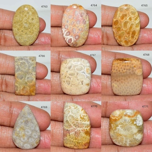 Gorgeous Fossil Coral cabochon, Natural Fossil Coral Gemstone, Yellow Fossil Coral, Fossil Coral Use Jewelry, Smooth Polish Fossil Coral,