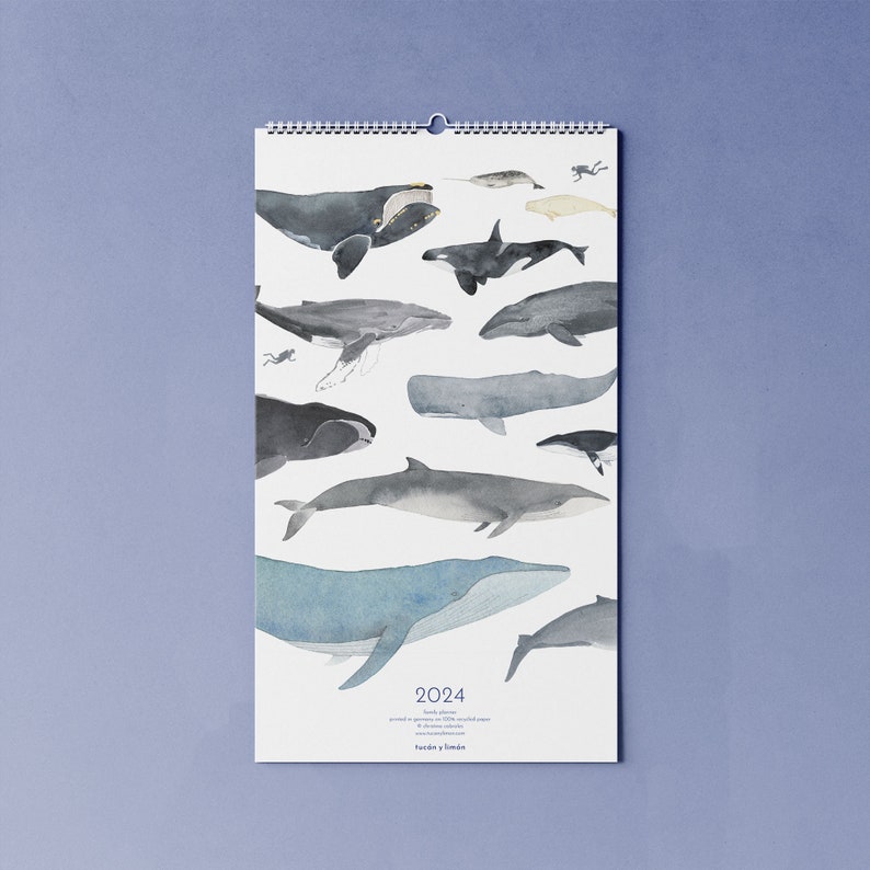 2024 calendar with whales B-WARE A3 narrow for families or shared apartments made of beautiful recycled paper, 10 percent of the proceeds go to the whale and image 1