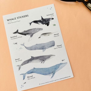 Autocollant baleine Feuille d'autocollants sans PVC fabriquée à partir de papier recyclé