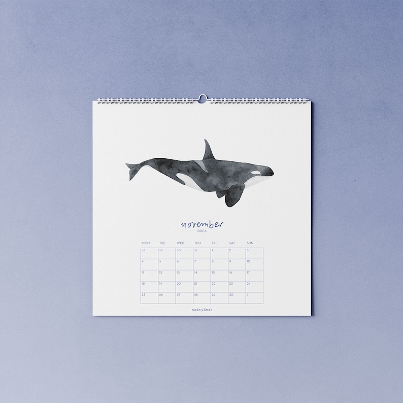 2024 whale calendar with watercolor illustrations printed on 100% recycled paper, 10 percent donation to whale and dolphin conservation image 5
