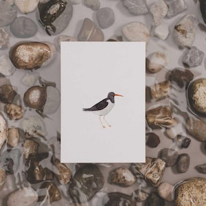 Carte postale Oystercatcher imprimée sur papier recyclé de haute qualité