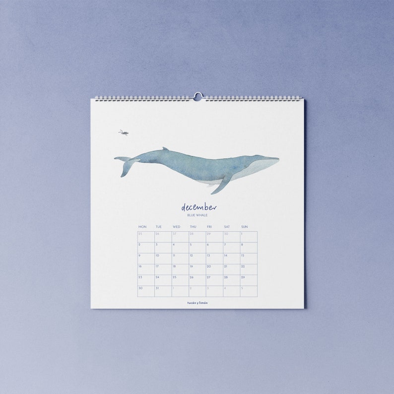 2024 whale calendar with watercolor illustrations printed on 100% recycled paper, 10 percent donation to whale and dolphin conservation image 6