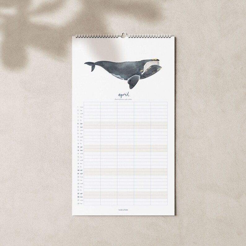 2024 calendar with whales A3 narrow for families or shared apartments made of beautiful recycled paper, 10 percent of the proceeds go to whale and dolphin protection image 4