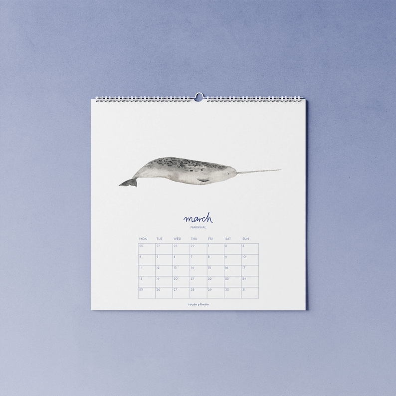 2024 whale calendar with watercolor illustrations printed on 100% recycled paper, 10 percent donation to whale and dolphin conservation image 2