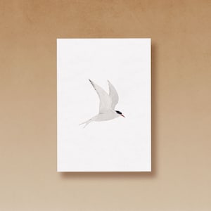 Carte postale de Sterne arctique imprimée sur du papier recyclé de haute qualité