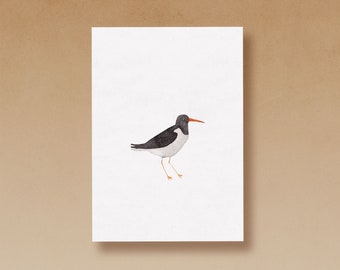 Oystercatcher postcard printed on high quality recycled paper