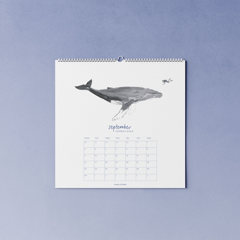 2024 whale calendar with watercolor illustrations printed on 100% recycled paper, 10 percent donation to whale and dolphin conservation image 4