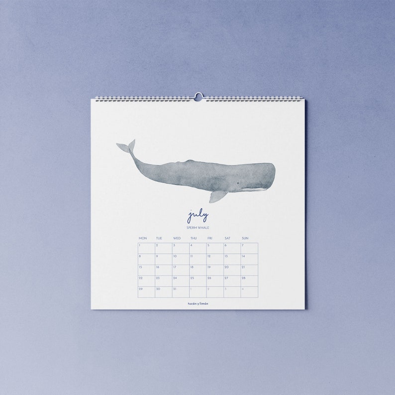 2024 whale calendar with watercolor illustrations printed on 100% recycled paper, 10 percent donation to whale and dolphin conservation image 3