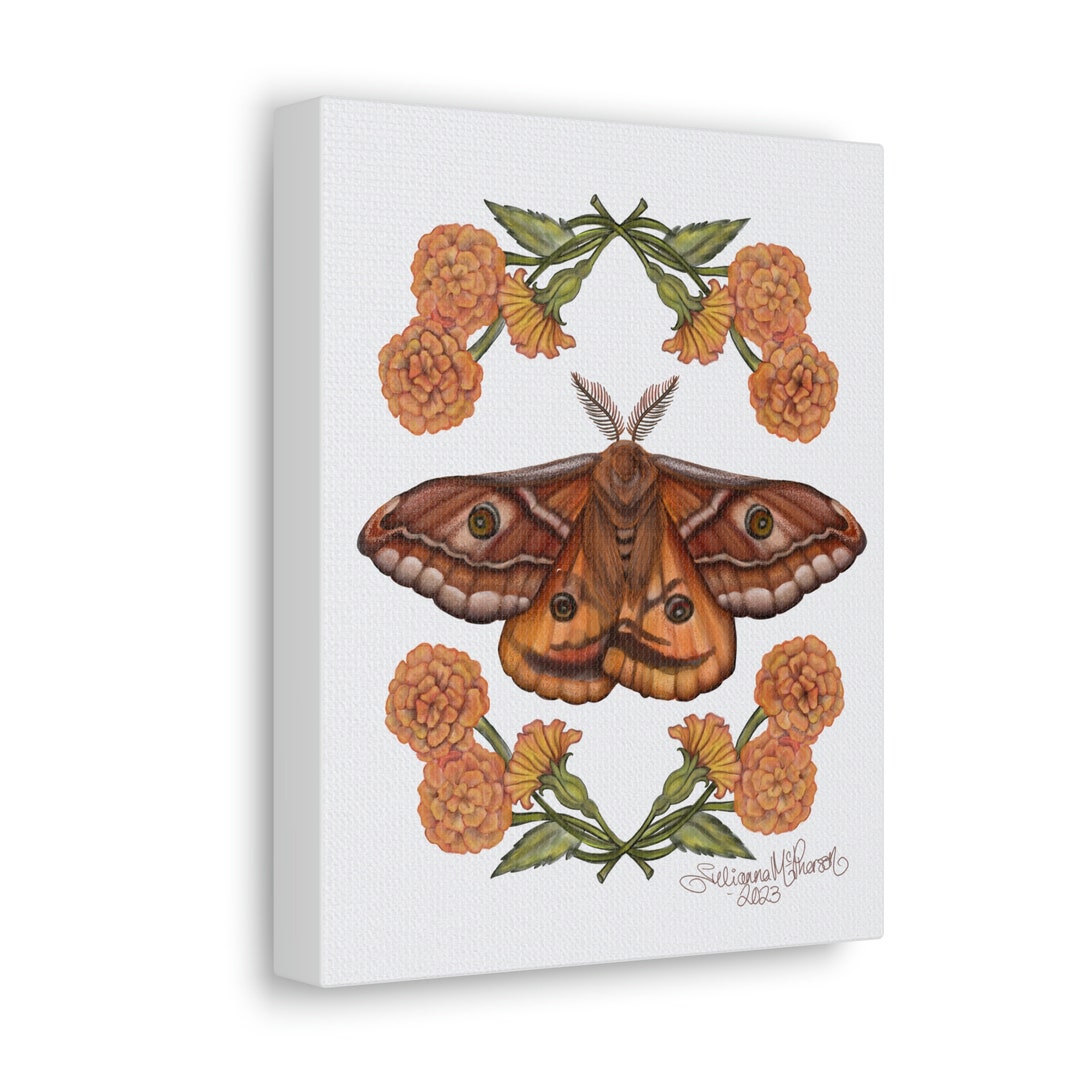Emperor Moth 8x10 Canvas Art Print - Canvas Gallery Wraps - Luna Moth ...