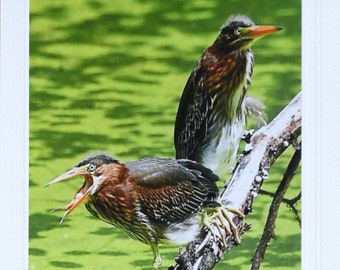 Green Heron Photo Greeting Card, blank inside, with envelope