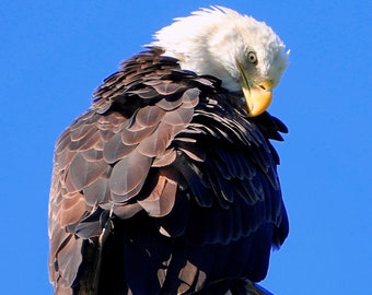 Bald Eagle Digital Download - Professional photograph