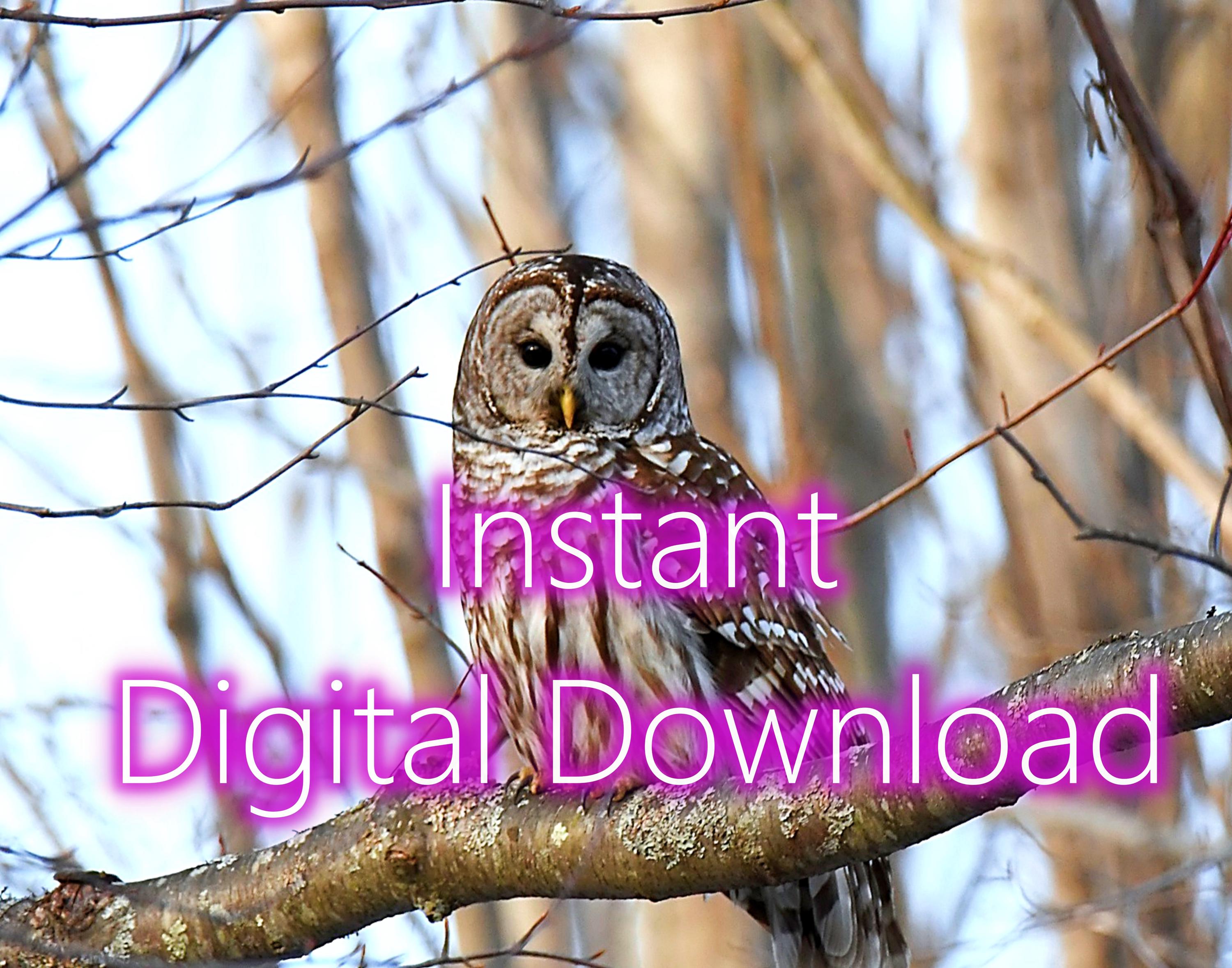 Barred Owl Photograph: Vermont Wildlife Art Print (Digital Download)