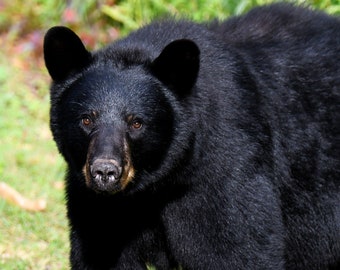 Black Bear Photograph Instant Digital Download