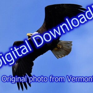 Digital Bald Eagle Print Instant Download, Bald Eagle Original Professional 11x14 Photograph. Printable wildlife wall art from Vermont