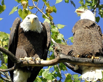 Digital Bald Eagle Print Instant Download, Bald Eagle Photograph, Bald Eagle decor, Bald Eagle Wall Art