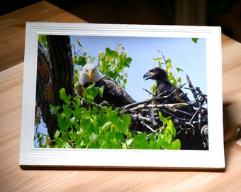 Bald Eagle Photo Greeting Card, blank inside, with matching envelope