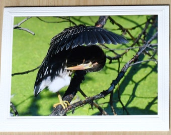 Green Heron Photo Greeting Card, blank inside, with envelope