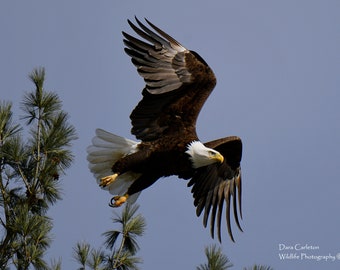 Digital Bald Eagle Instant Download Print, Bald Eagle Wall Art, Bald Eagle Decor, Bald Eagle Photograph