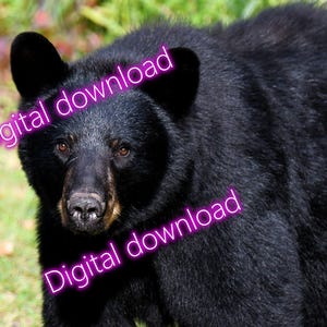 Black Bear Original Photograph Instant Digital Download from Vermont. Printable Wildlife wall art.