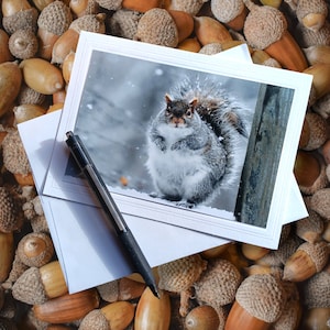May include: A gray squirrel with a bushy tail sits on a wooden surface in a snowy forest. The squirrel is looking at the camera with its head tilted slightly to the side.
