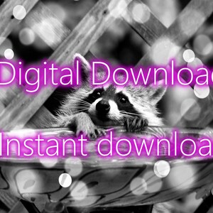 Raccoon 11x14 black and white original professional photograph instant digital download. Printable wildlife wall art from Vermont.