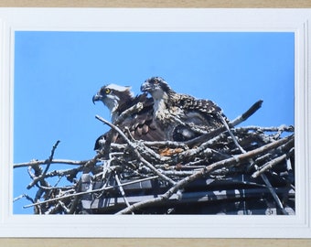 Osprey Photo Greeting Card, blank inside, with envelope