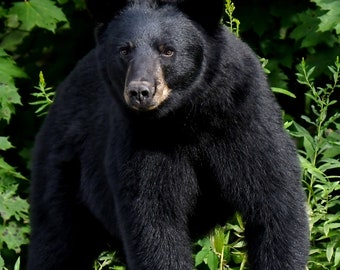 Black Bear Photograph Digital Download