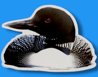 May include: A black and white loon with a red eye, swimming in the water. The loon is a type of bird that is found in North America.