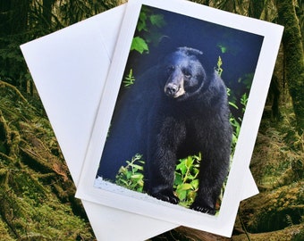 Black Bear Photograph Note Card, blank inside with matching envelope, set of cards available