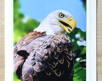 Bald Eagle Photo Greeting Card, Blank inside with envelope