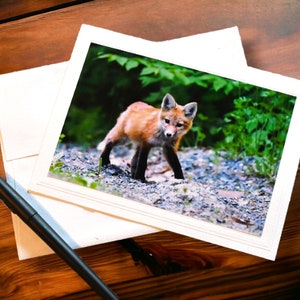 Red Fox Original Photo Greeting Card 5x7, blank inside, with matching envelope, from Vermont. Suitable for framing, gift for nature lovers!